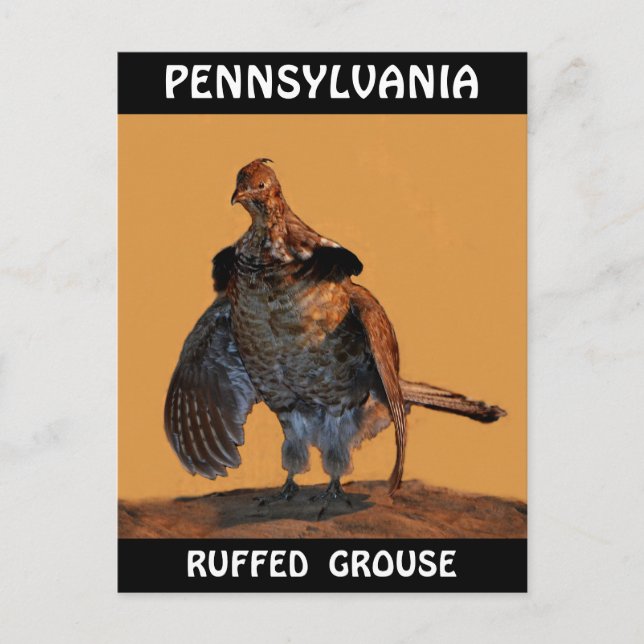 Cartão Postal Ruffed Grouse (Pensilvânia) (Frente)