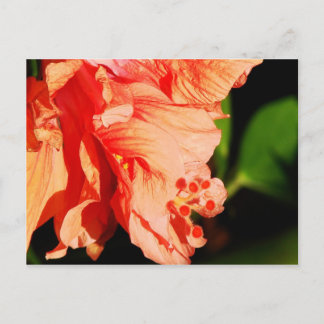 Cartão Postal Ruffled Hibiscus