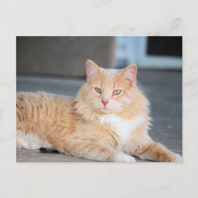 Cartão Postal Ruffles (Frente)