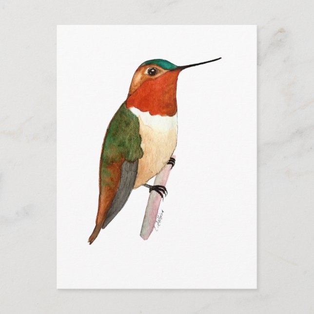 Cartão Postal Rufous Hummingbird (Frente)