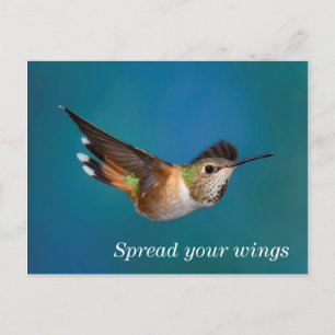 Cartão Postal Rufous Hummingbird
