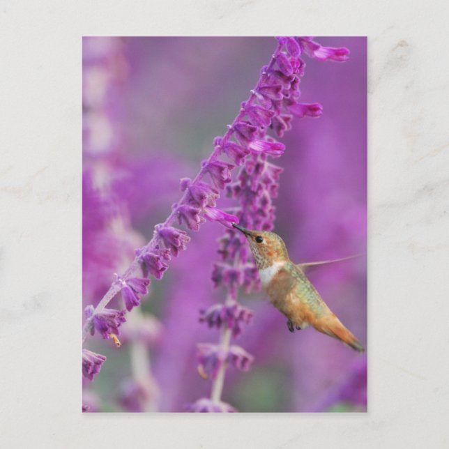 Cartão Postal Rufous Hummingbird (Frente)
