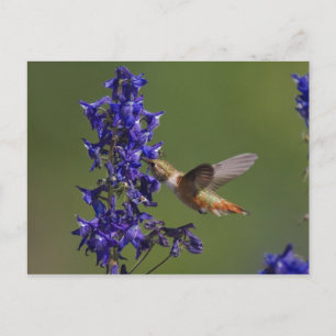Cartão Postal Rufous Hummingbird