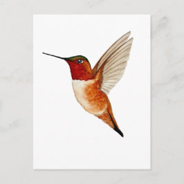 Cartão Postal Rufous Hummingbird