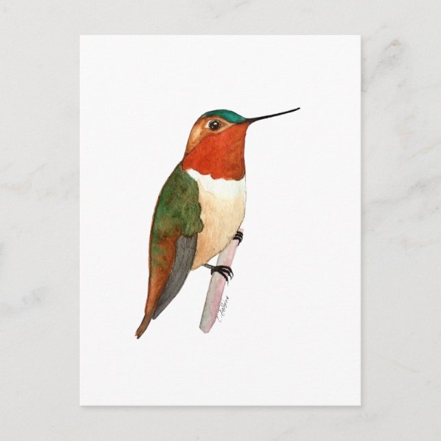 Cartão Postal Rufous Hummingbird (Frente)