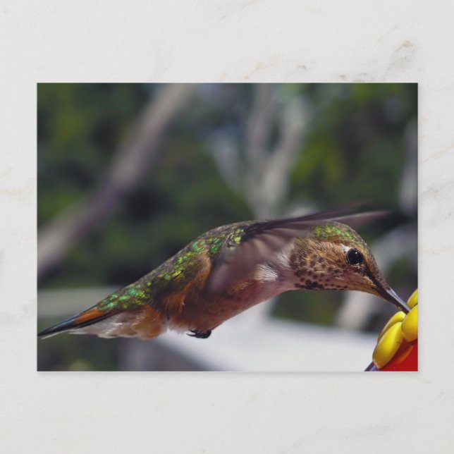Cartão Postal Rufous Hummingbird - Placa de Posto (Frente)