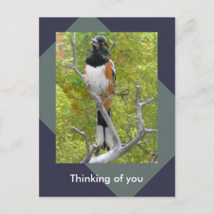 Cartão postal Rufous Sided Towhere Nature