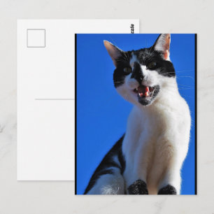 Cartão Postal Rugido do Gato Doméstico