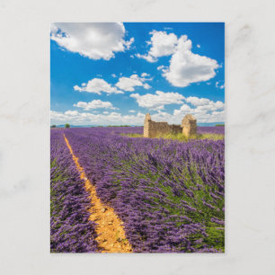 Cartão Postal Ruína em Campo de Lavanda, França