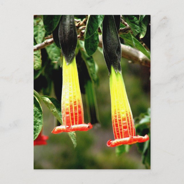 Cartão Postal Ruínas Ingapirca Inca, Equador (Frente)