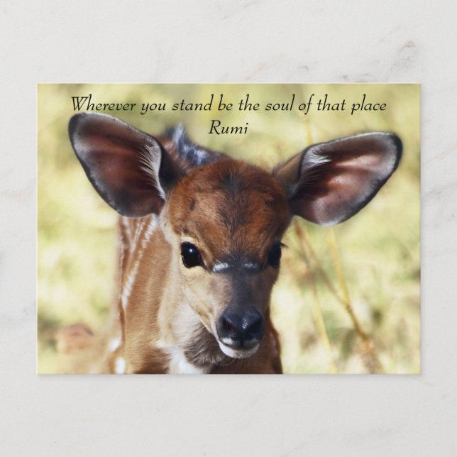 Cartão Postal Rumi Onde quer que esteja (Frente)
