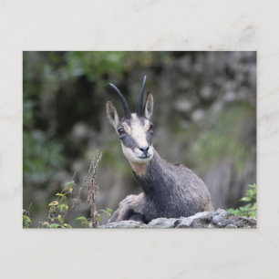 Cartão Postal Rupicapra rupicapra