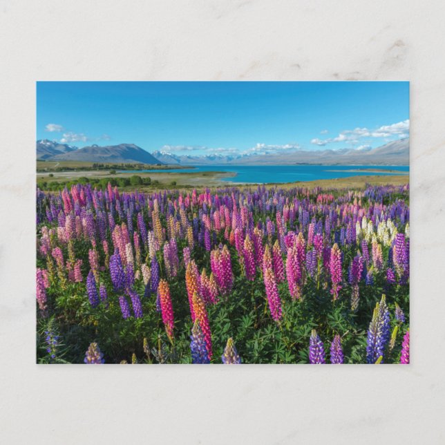 Cartão Postal Russle Lupines no lago Tekapo | Nova Zelândia (Frente)