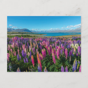 Cartão Postal Russle Lupines no lago Tekapo   Nova Zelândia