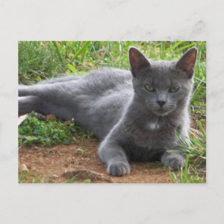 Cartão Postal Russo Blue, Natasha