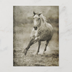 Cartão Postal Rustic Galloping Cavalo Andaluz