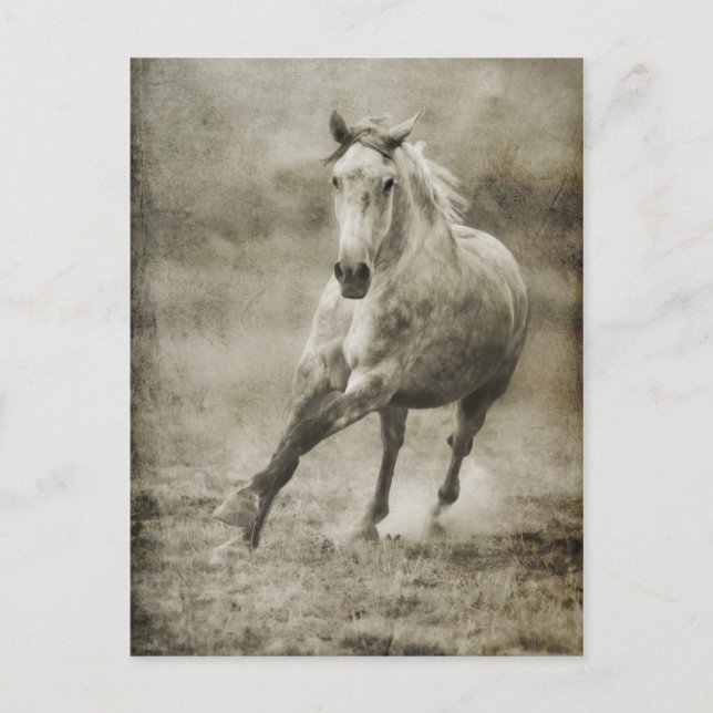 Cartão Postal Rustic Galloping Cavalo Andaluz (Frente)
