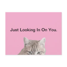 Rusty, o Cartão-Postal Rosa Gato