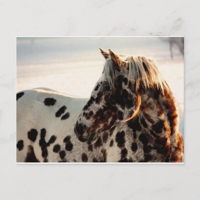 Cartão Postal Rusty the Appaloosa (Frente)