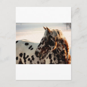 Cartão Postal Rusty the Appaloosa