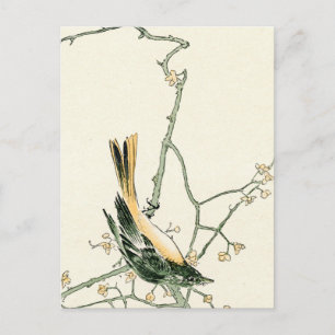 Cartão Postal Ruticilla aurorea em um ramo de ameixa - Arte japo