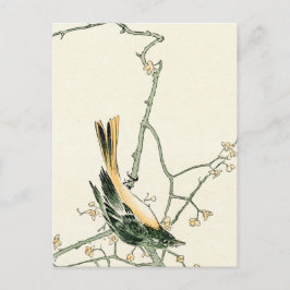 Cartão Postal Ruticilla aurorea em um ramo de ameixa - Arte japo