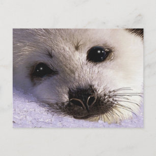 Cartão Postal S.O.S. SALVE NOSSOS CARTÕES-postais HARP SEALS
