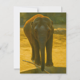 Cartão Postal Sabedoria do Elefante ouro - Vida Selvagem Majesto