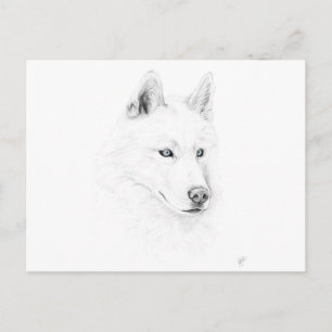 Cartão Postal Saber A Siberian Husky Desenhando Olhos Azuis