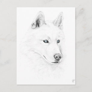 Cartão Postal Saber A Siberian Husky Desenhando Olhos Azuis