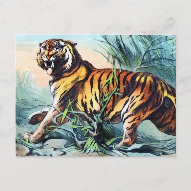 Cartão Postal Saber Toothed Tiger (Frente)