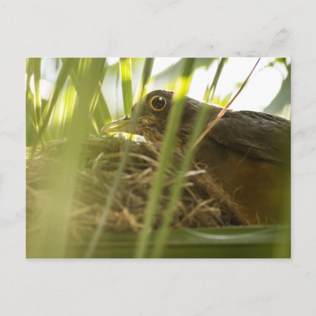 Cartão Postal - Sabiá-Laranjeira | Nº11 (Frente)