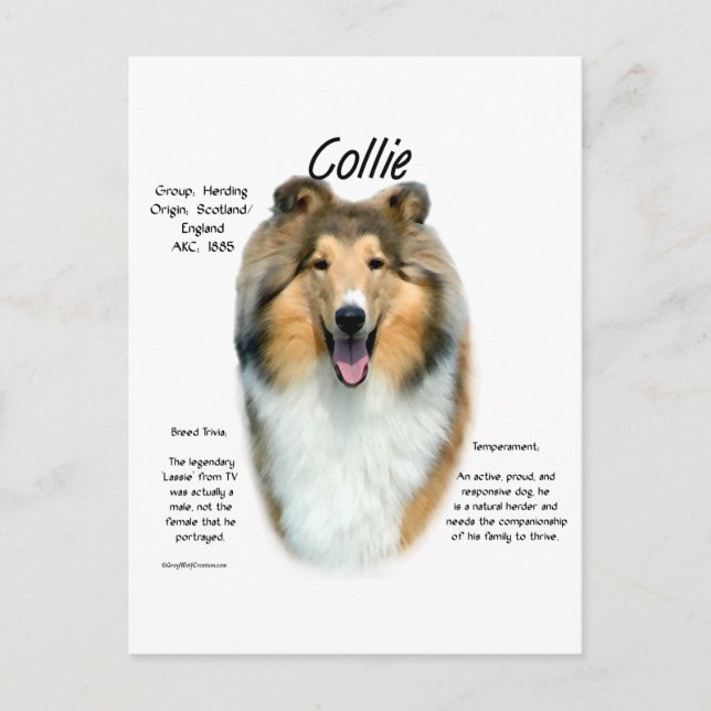 Cartão Postal Sable Rough Collie Conheça a Raça (Frente)