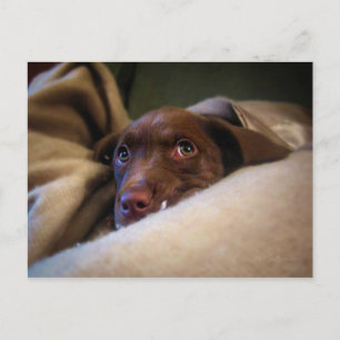 Cartão Postal Sad Chocolate Lab Pittie cachorrinho