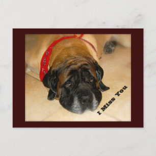 Cartão Postal Sad English Mastiff Dog I MI You Postcard
