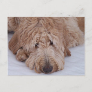 Cartão Postal Sad, Lonely, Adorable, & Cute GoldenDoodle Dog