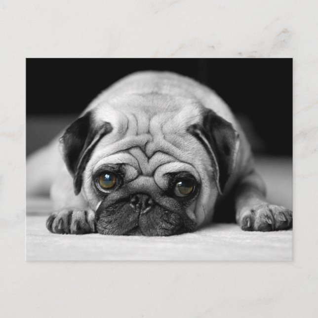 Cartão Postal Sad Pug (Frente)