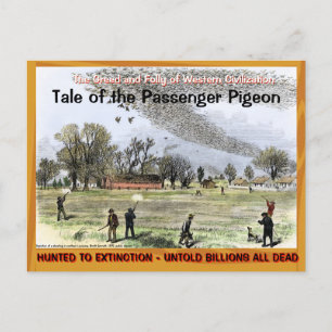 Cartão Postal Sad Sad Tale of the Passenger Pigeon —~