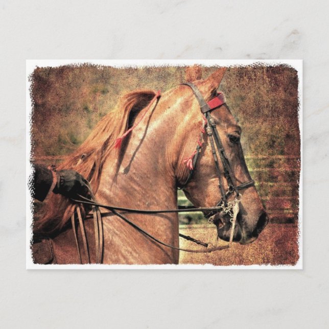 Cartão Postal Saddlecriado Americano (Frente)