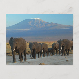 Cartão Postal Safari Africa Cute Adorável Elefante