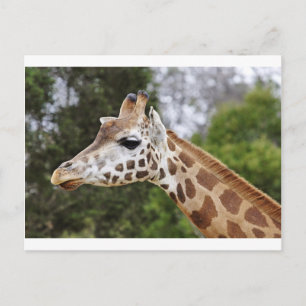 Cartão Postal Safari Africa Mod Chic Classy Destiny Giraffe