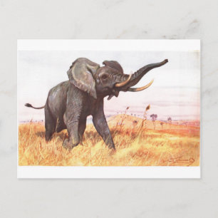 Cartão Postal Safari African Jungle Destinants Elephants