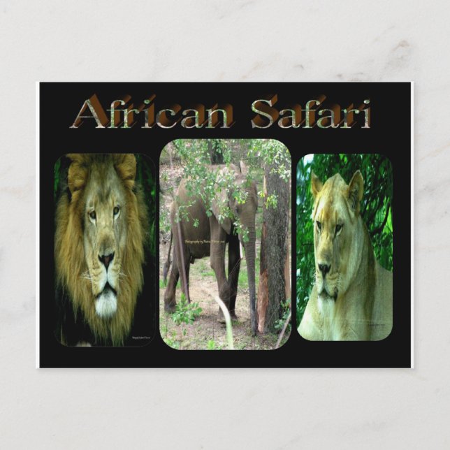 Cartão Postal Safari Africano (Frente)