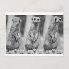 Cartão Postal Safari Cute African Classicate Meerkat