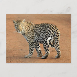 Cartão Postal Safari Leopard Olhando Para Você