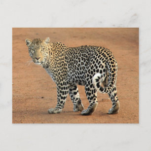 Cartão Postal Safari Leopard Olhando Para Você