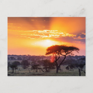 Cartão Postal Safari no Parque Nacional Serengeti