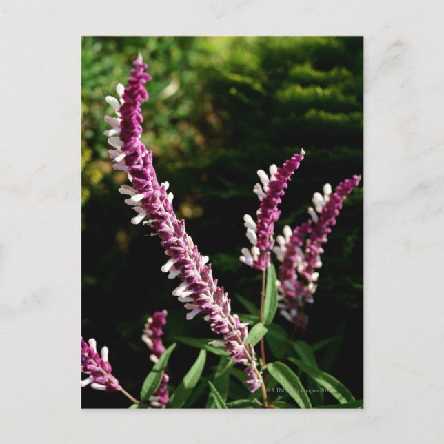 Cartão Postal Sage mexicano (Frente)