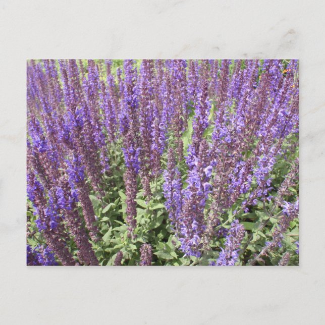 Cartão Postal Sage Salvia Nemorosa Ostfriesland (Frente)