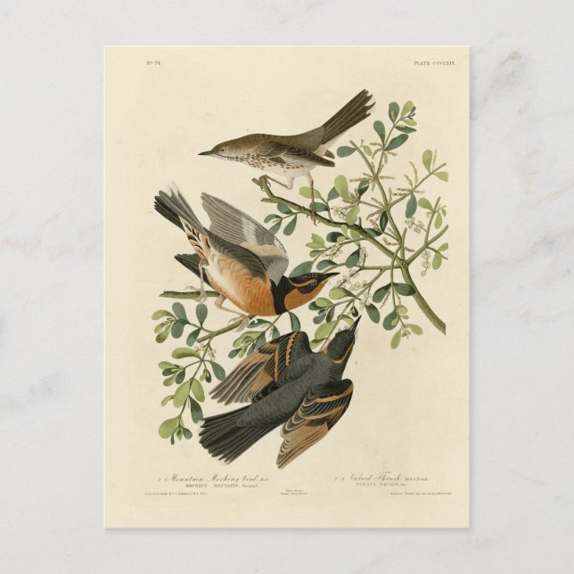 Cartão Postal Sage Thrasher e Varied Thrush, Aves de Audubon (Frente)